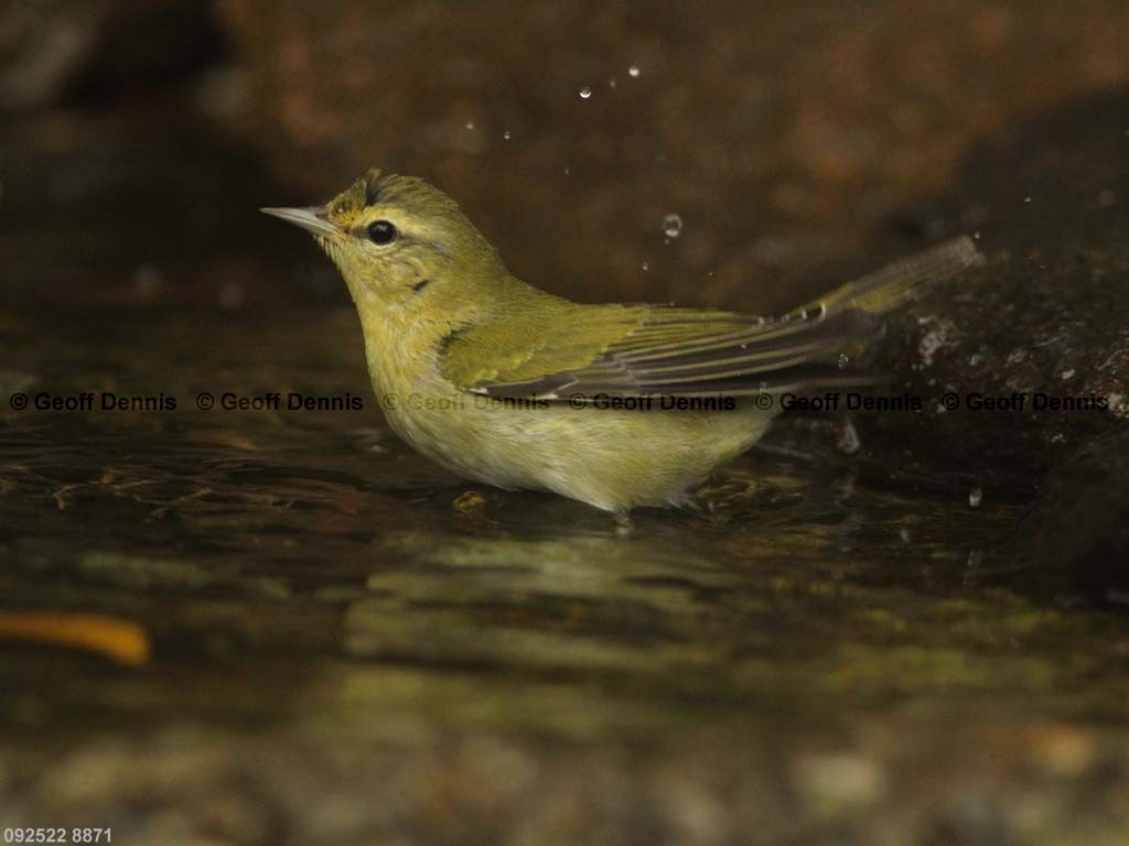 TEWA-AL_Tennessee-Warbler
