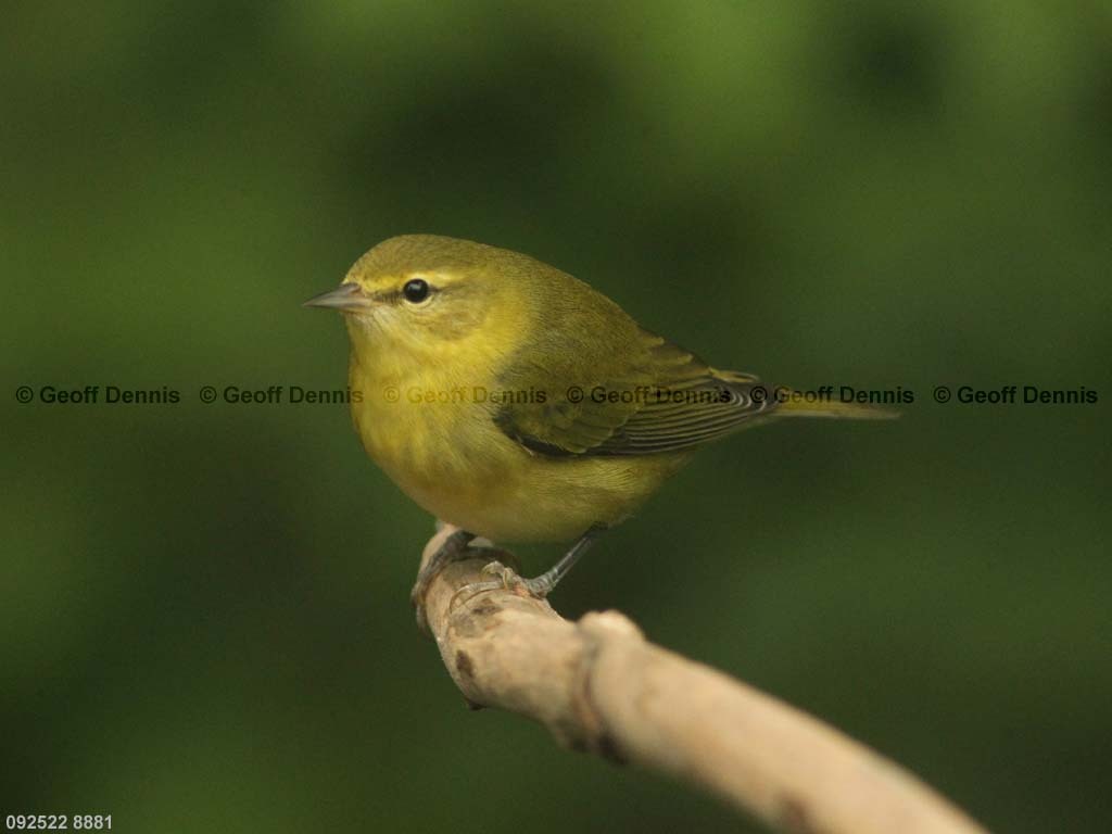 TEWA-AM_Tennessee-Warbler