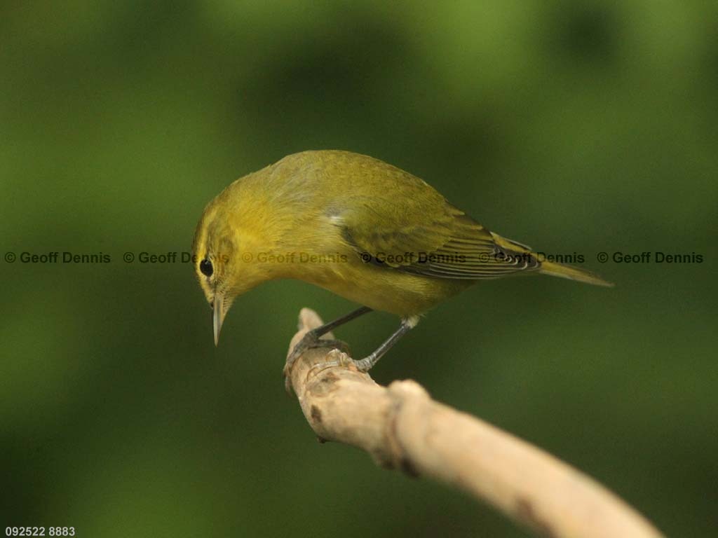 TEWA-AN_Tennessee-Warbler