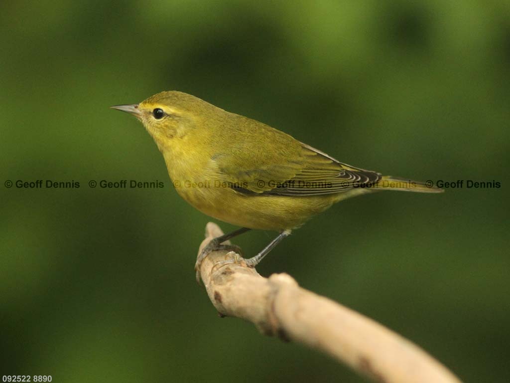 TEWA-AO_Tennessee-Warbler