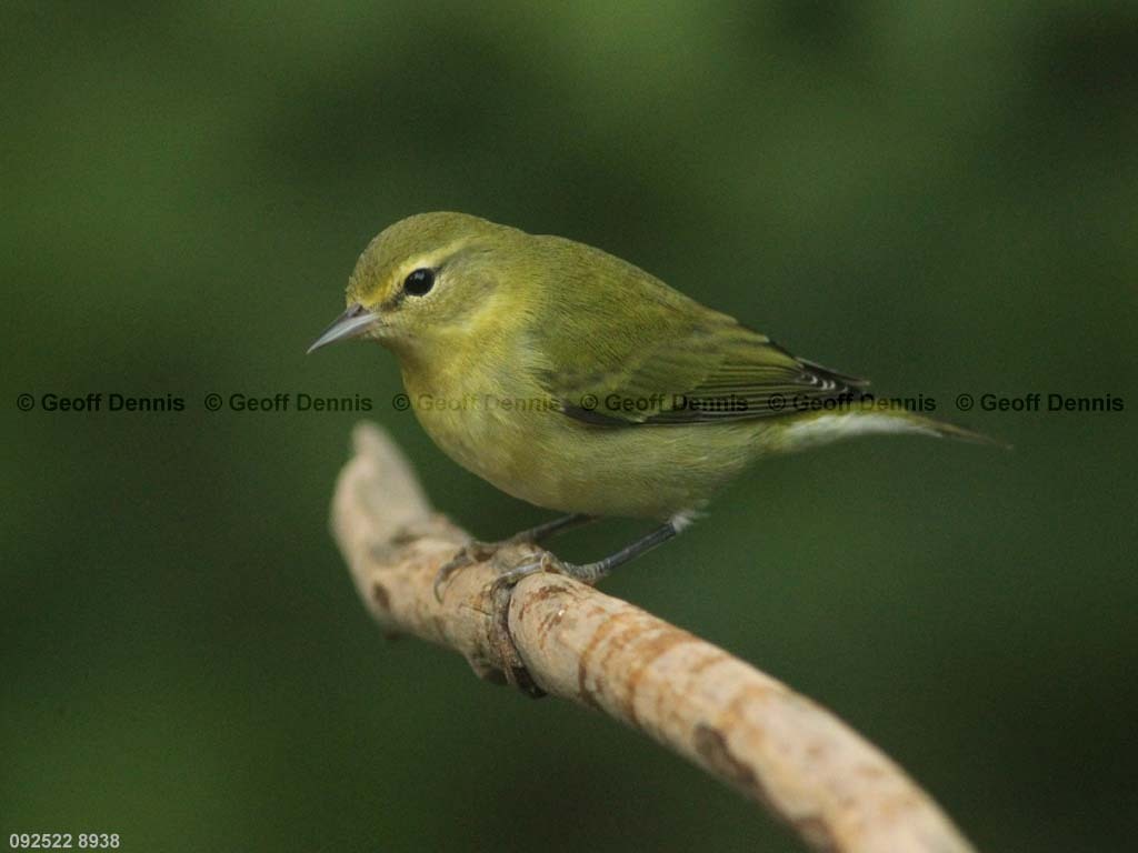 TEWA-AP_Tennessee-Warbler