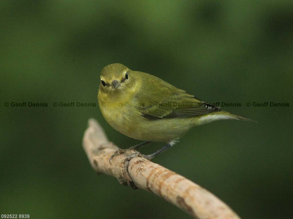 TEWA-AQ_Tennessee-Warbler