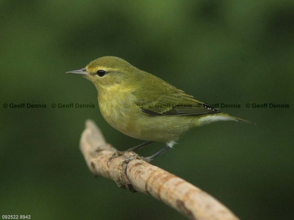 TEWA-AR_Tennessee-Warbler