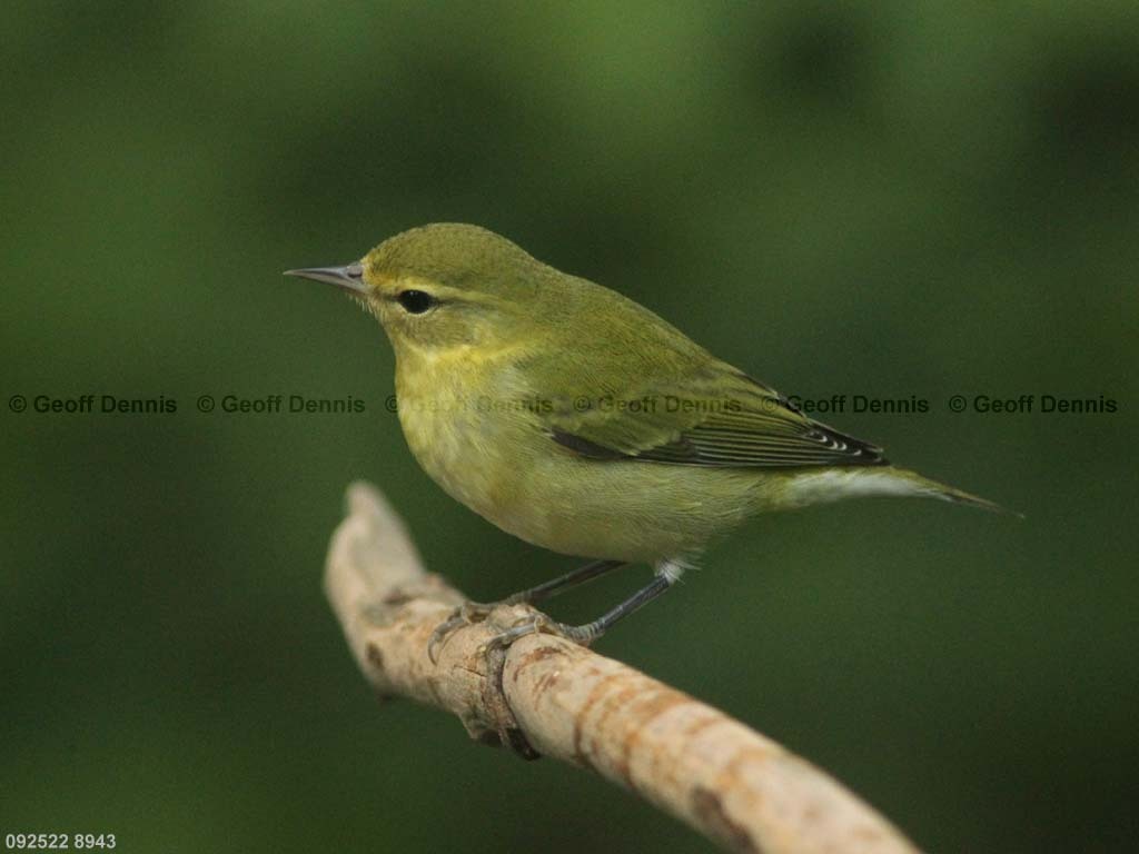 TEWA-AS_Tennessee-Warbler