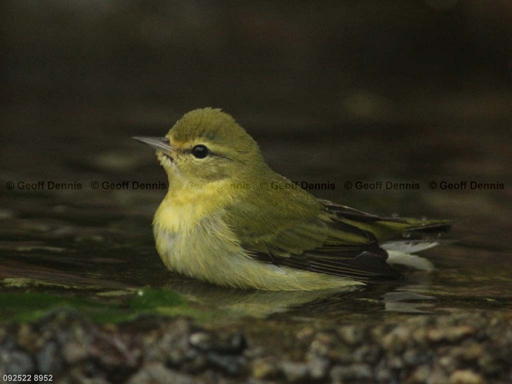 TEWA-AT_Tennessee-Warbler