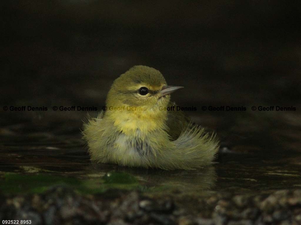 TEWA-AU_Tennessee-Warbler