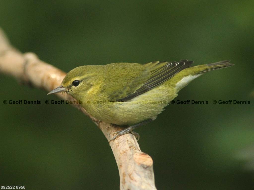 TEWA-AV_Tennessee-Warbler