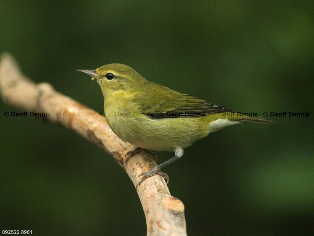 TEWA-AW_Tennessee-Warbler