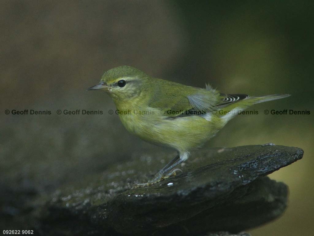 TEWA-AX_Tennessee-Warbler