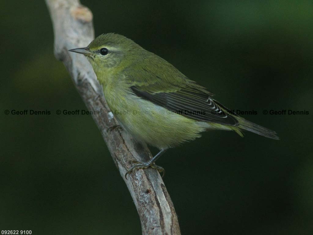 TEWA-AY_Tennessee-Warbler