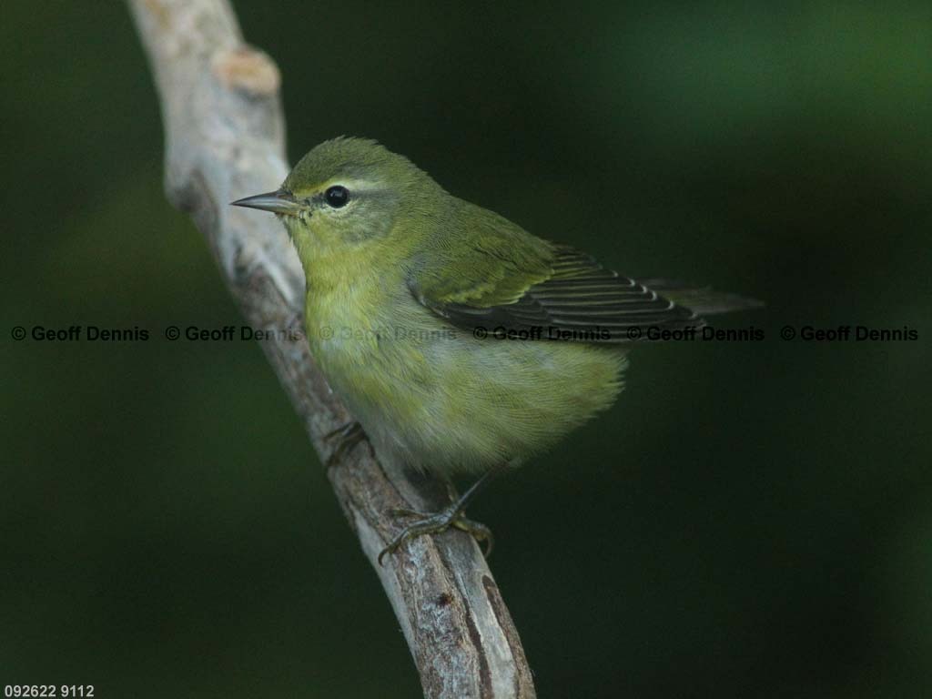 TEWA-AZ_Tennessee-Warbler