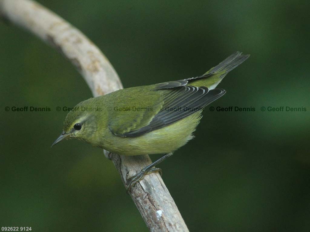 TEWA-BA_Tennessee-Warbler
