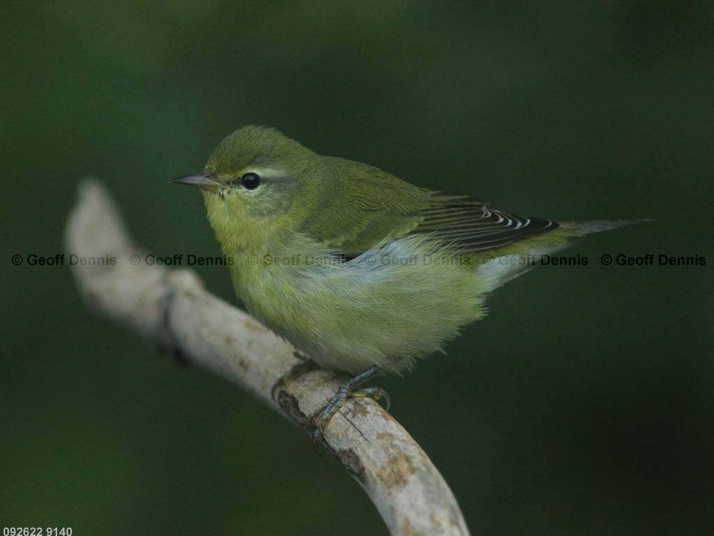TEWA-BB_Tennessee-Warbler