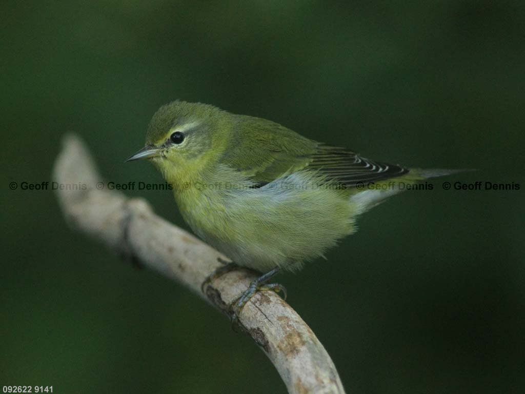 TEWA-BC_Tennessee-Warbler