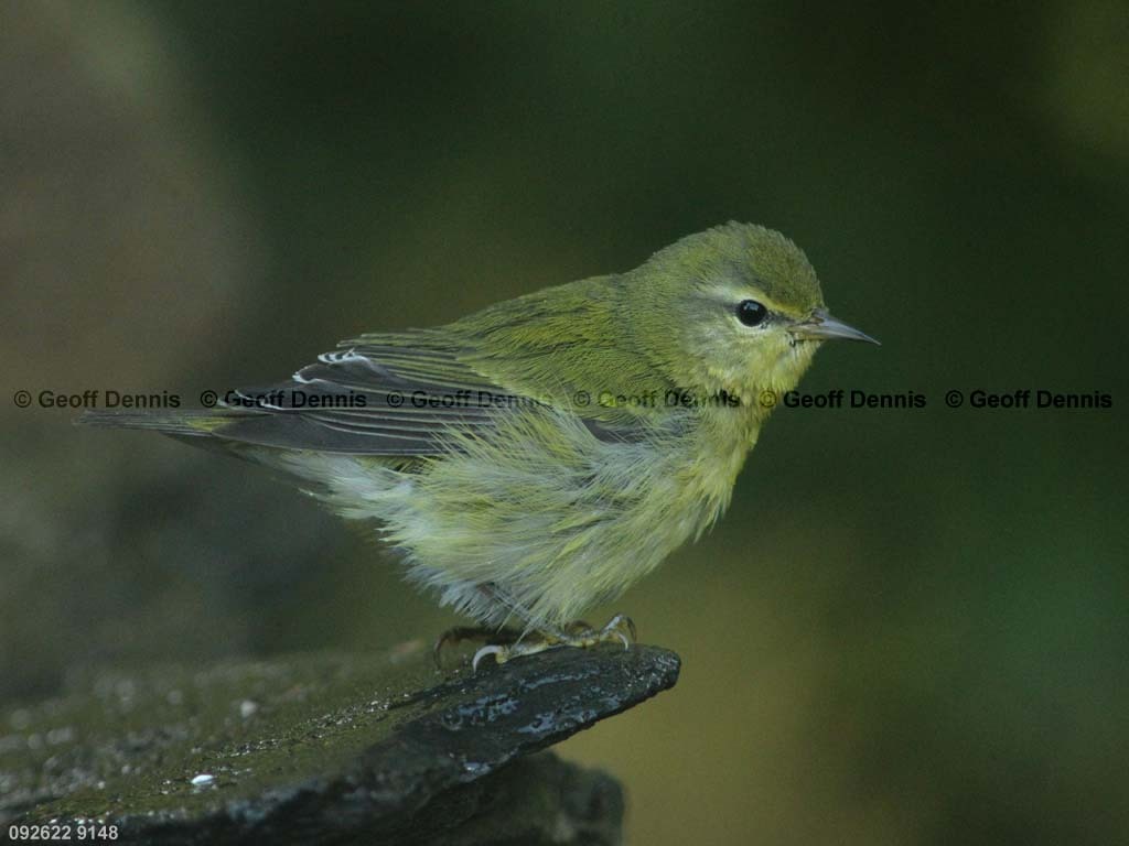 TEWA-BD_Tennessee-Warbler