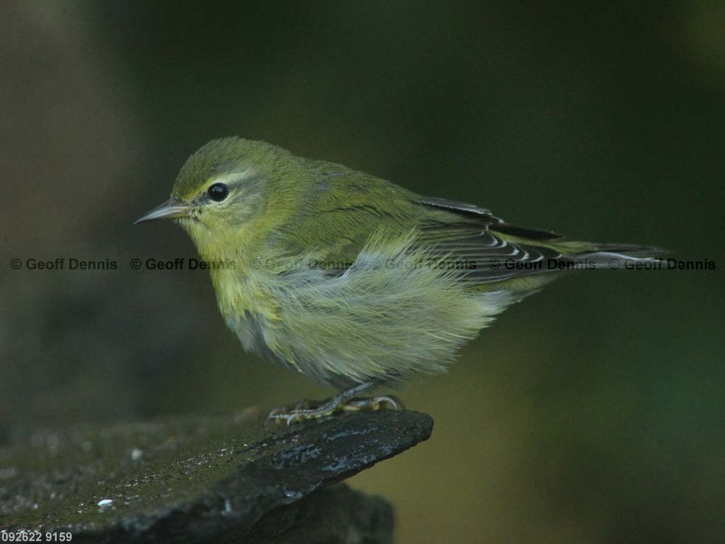 TEWA-BE_Tennessee-Warbler