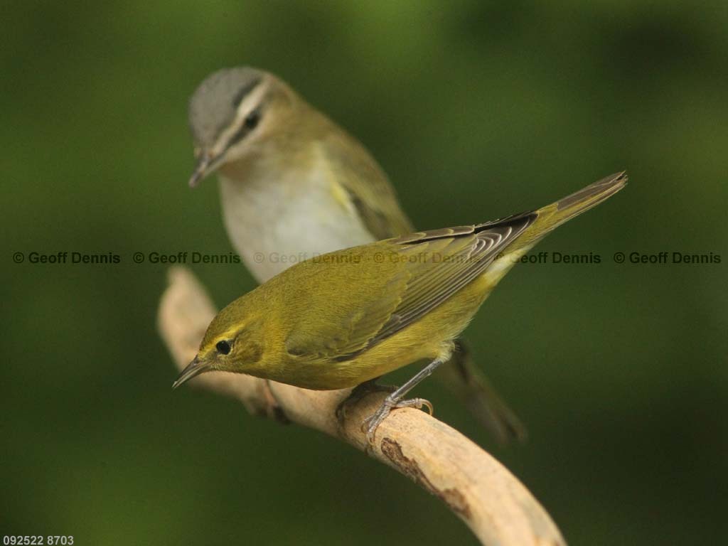 TEWA-BF_Tennessee-Warbler
