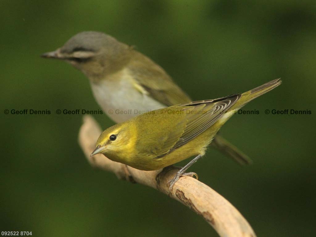 TEWA-BG_Tennessee-Warbler