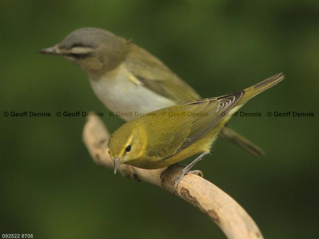 TEWA-BH_Tennessee-Warbler