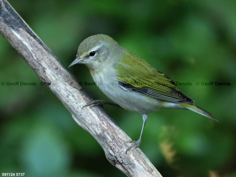 TEWA-BI_Tennessee-Warbler