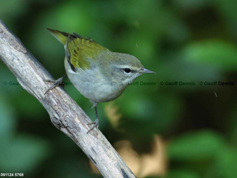 TEWA-BJ_Tennessee-Warbler