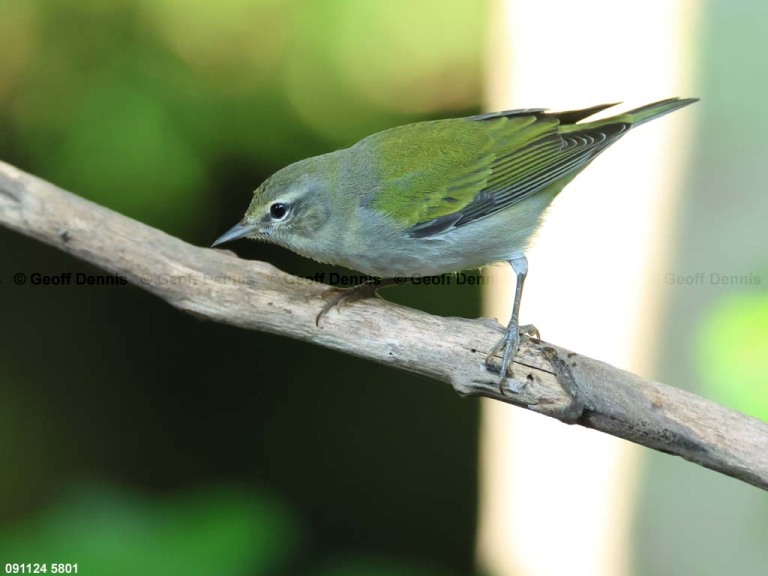 TEWA-BK_Tennessee-Warbler