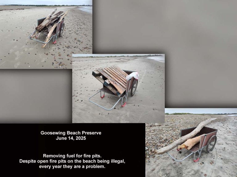 GWT-2025-AP_Goosewing
