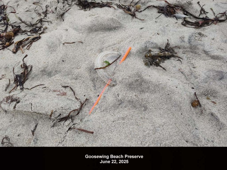 GWT-2025-AQ_Goosewing