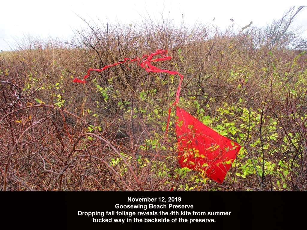 GWT-2019-AN_Goosewing