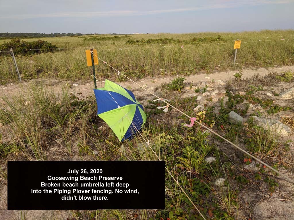GWT-2020-AV_Goosewing