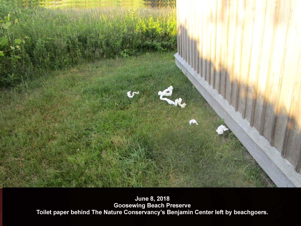 GWT-2018-AK_Goosewing
