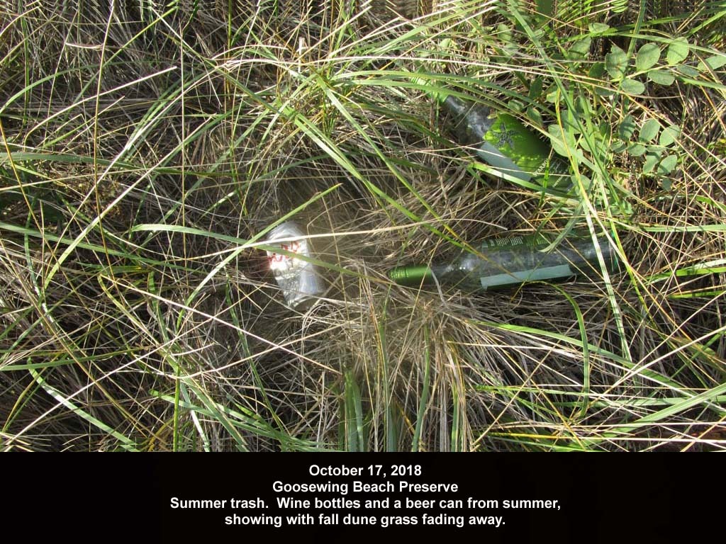 GWT-2018-AW_Goosewing