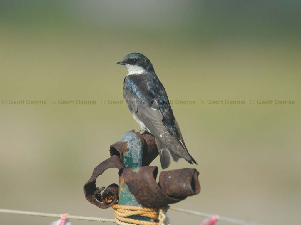 TRSW-AA_Tree-Swallow