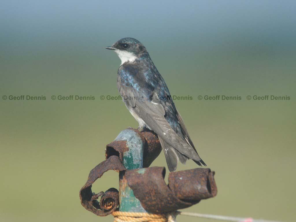 TRSW-AB_Tree-Swallow