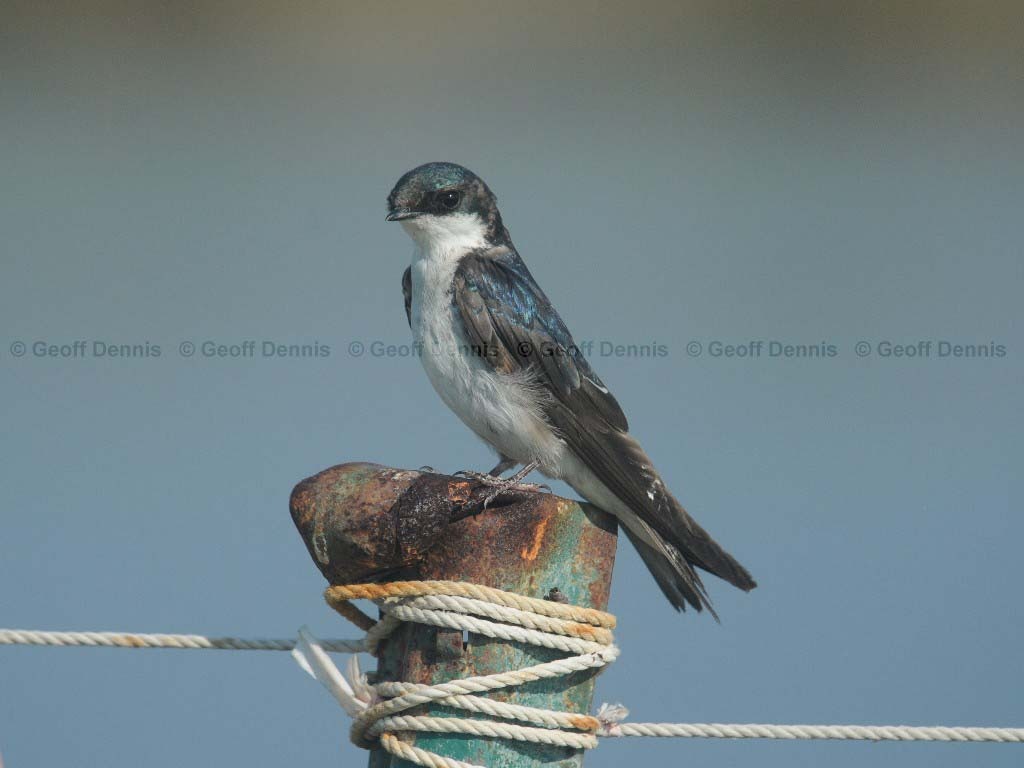 TRSW-AC_Tree-Swallow