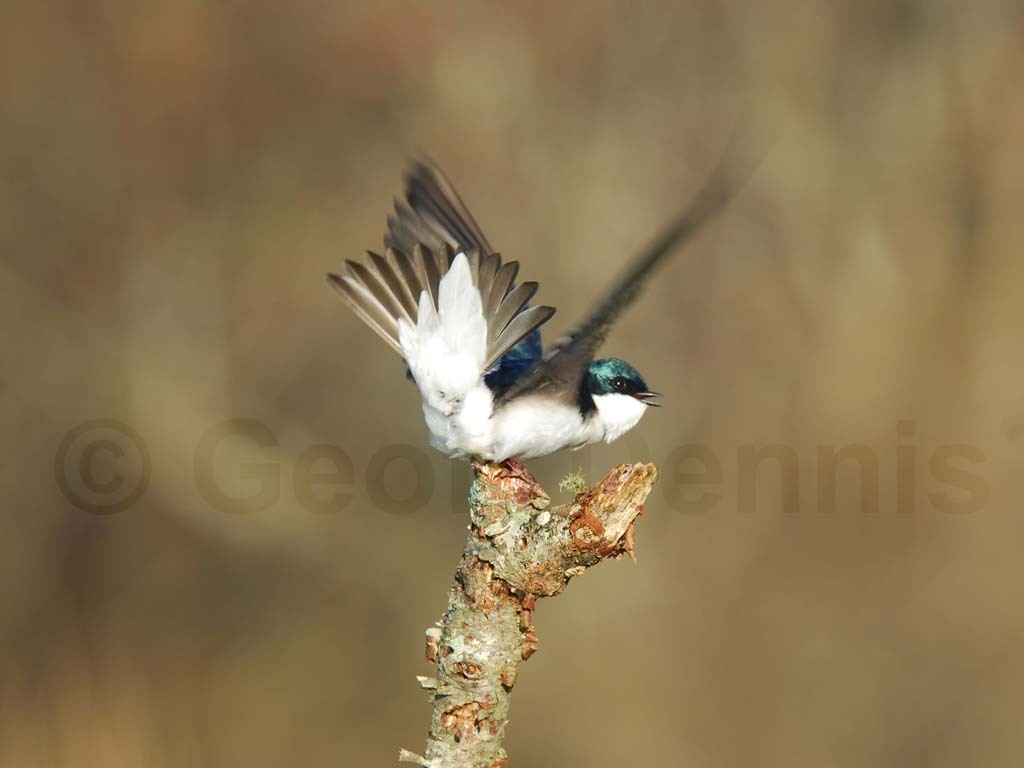 TRSW-AD_Tree-Swallow