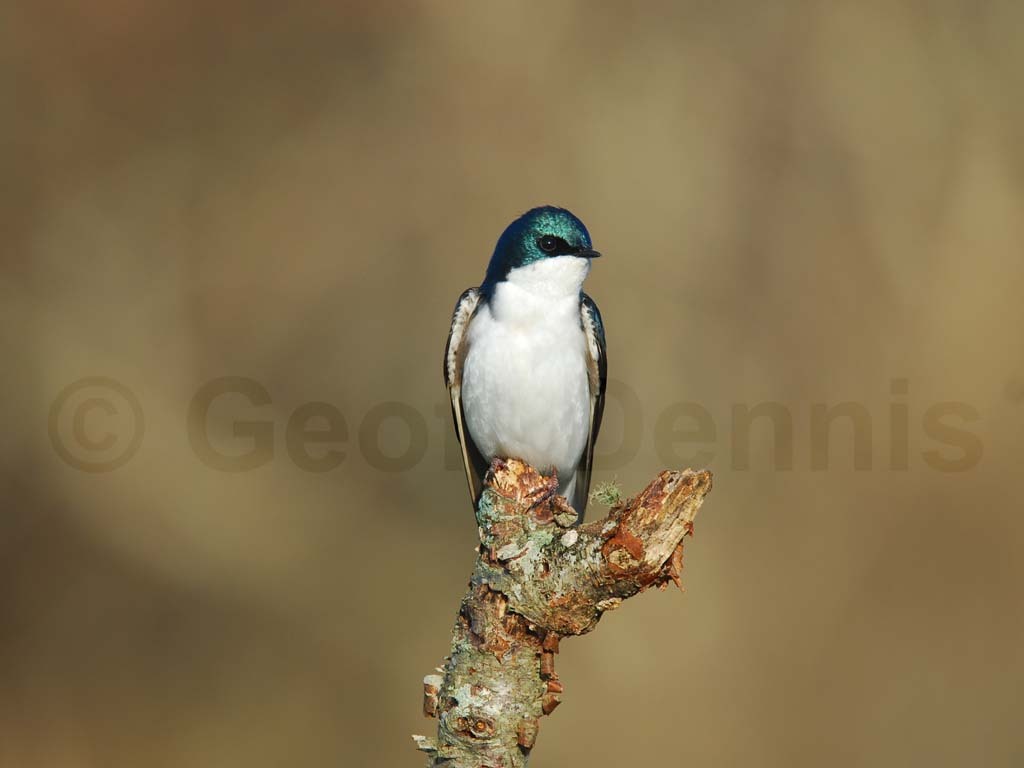 TRSW-AE_Tree-Swallow