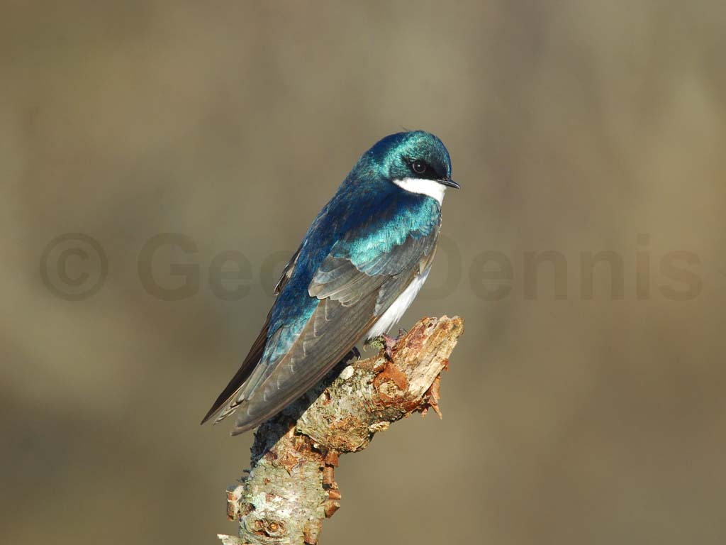 TRSW-AF_Tree-Swallow