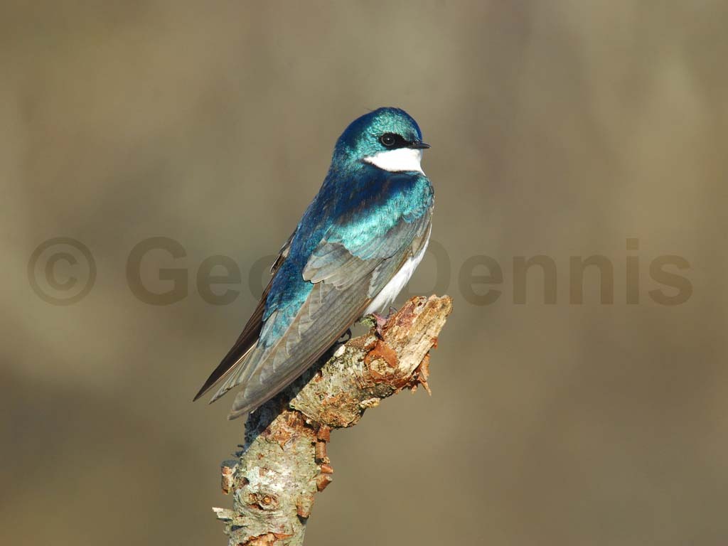 TRSW-AG_Tree-Swallow