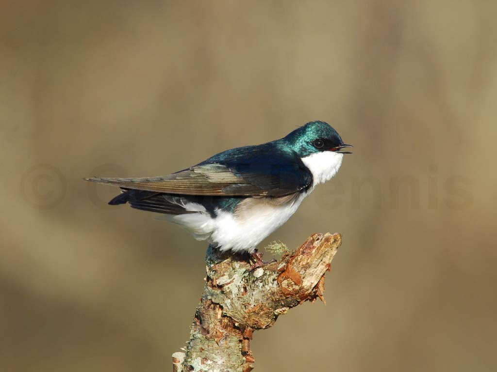 TRSW-AH_Tree-Swallow