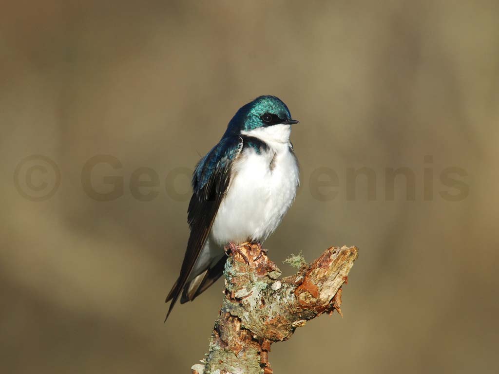 TRSW-AI_Tree-Swallow