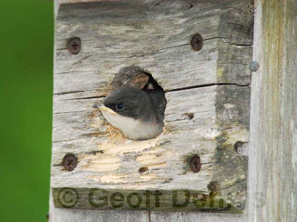 TRSW-AJ_Tree-Swallow