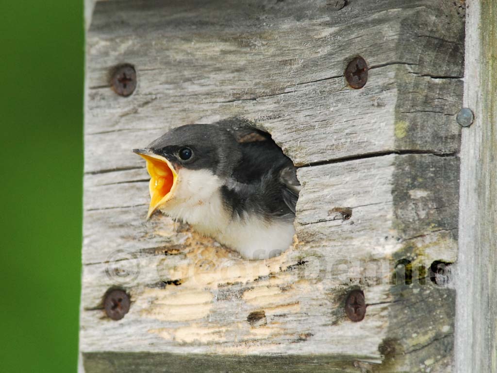 TRSW-AK_Tree-Swallow