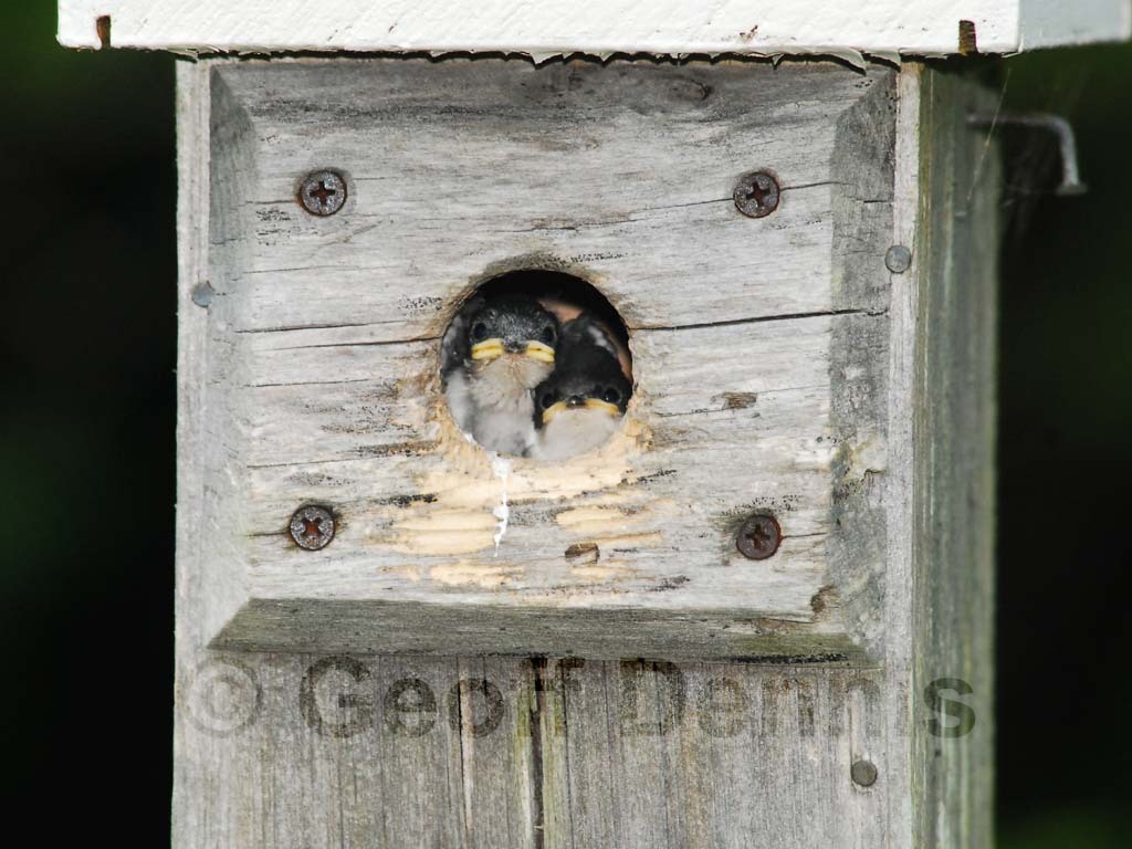 TRSW-AL_Tree-Swallow