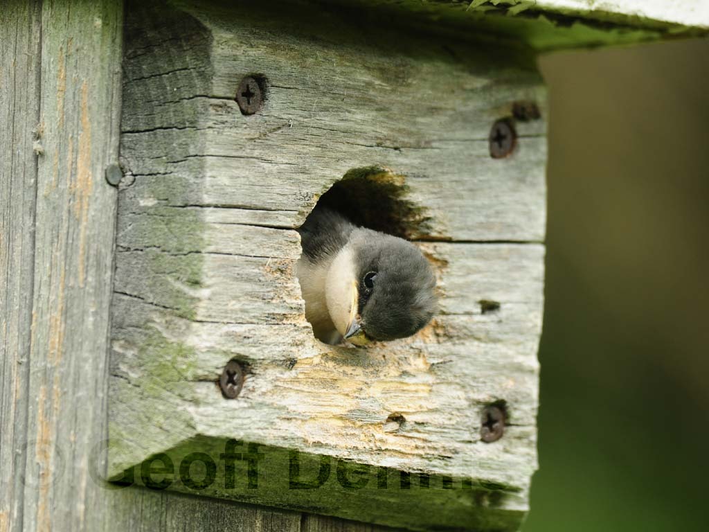 TRSW-AM_Tree-Swallow