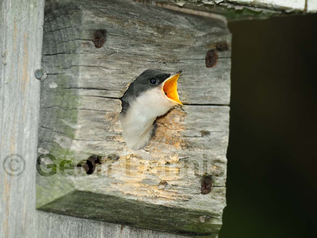 TRSW-AN_Tree-Swallow