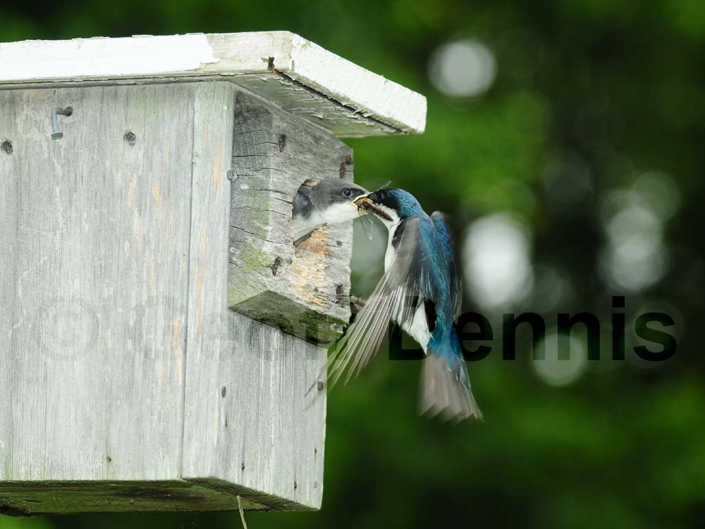 TRSW-AO_Tree-Swallow