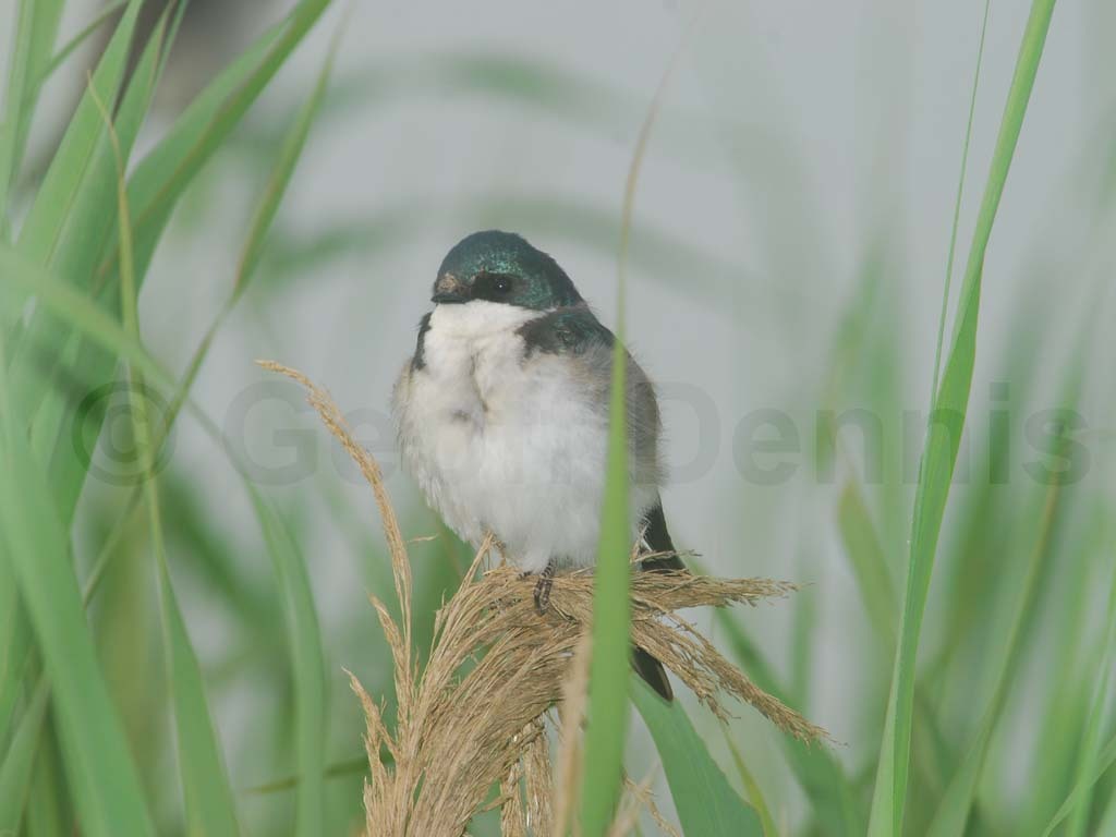 TRSW-AP_Tree-Swallow
