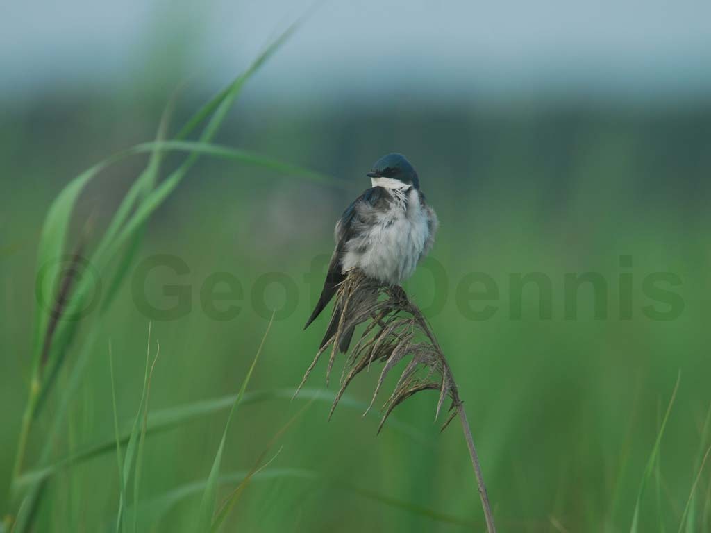 TRSW-AQ_Tree-Swallow