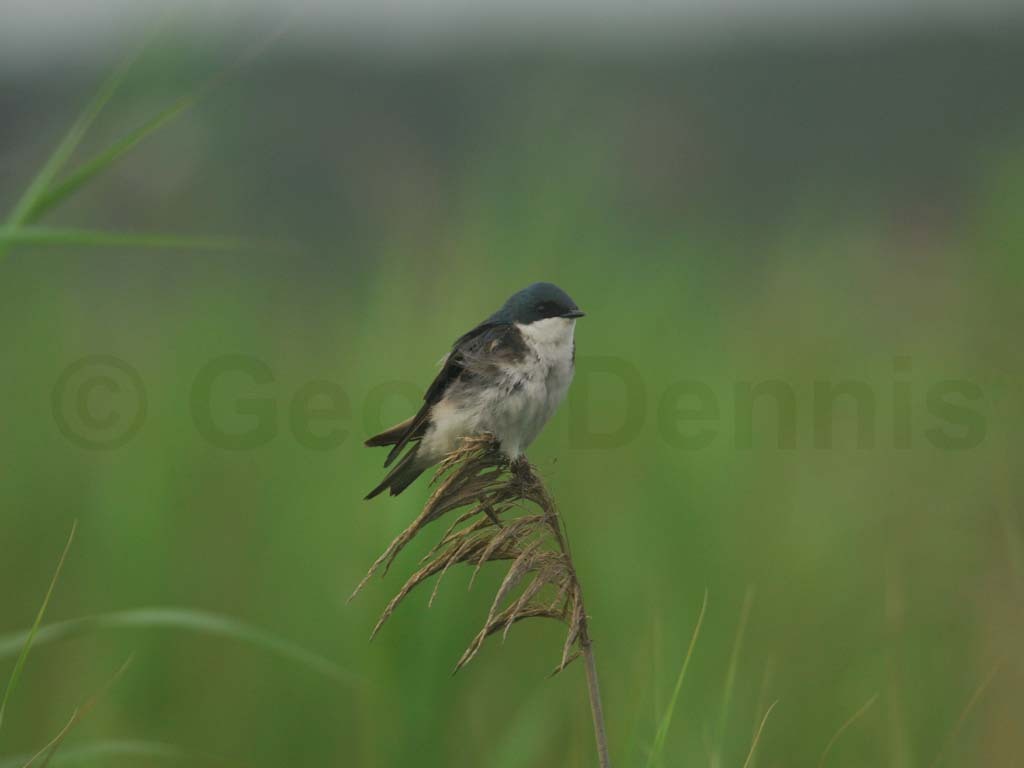 TRSW-AR_Tree-Swallow